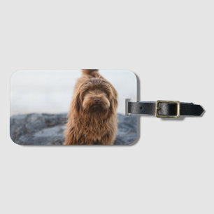 (Havanese hund, Animal, Hund) Bagagebricka