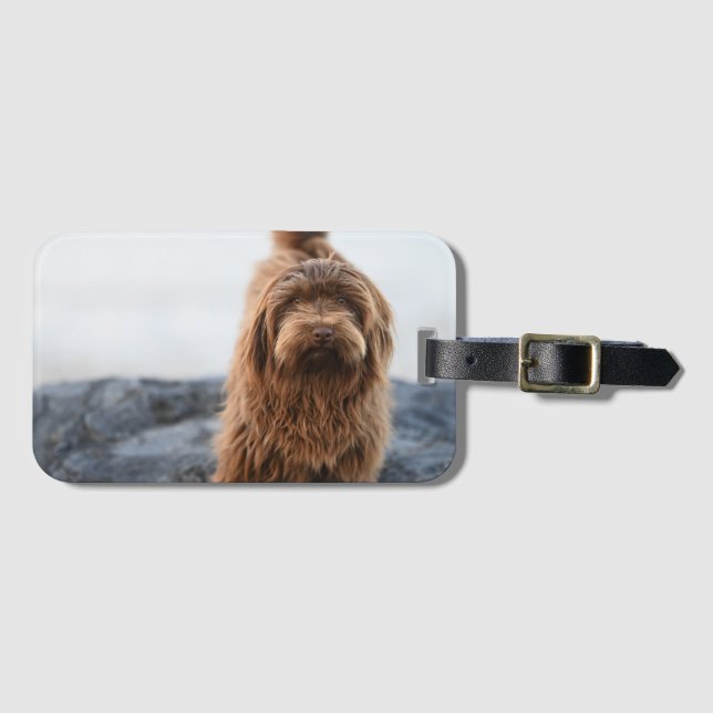 (Havanese hund, Animal, Hund) Bagagebricka (Framsida horisontal)