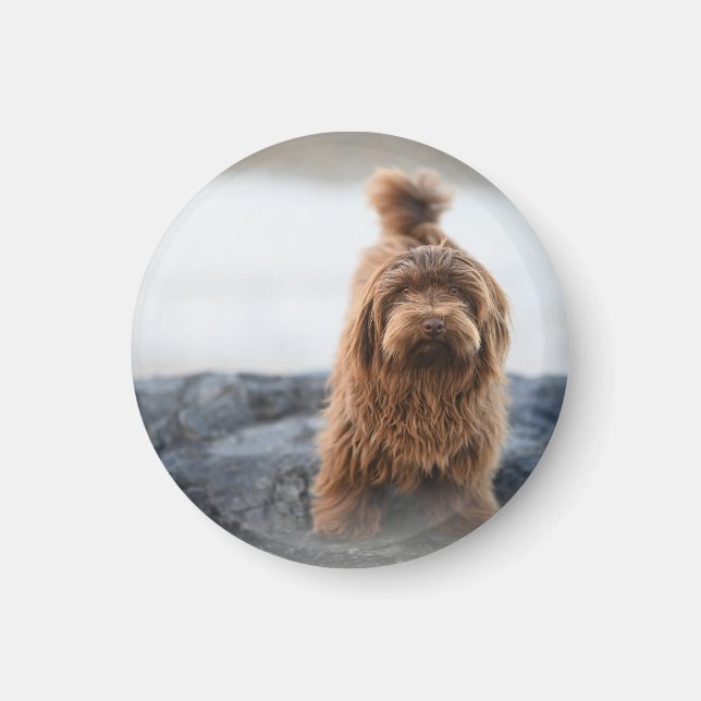 (Havanese hund, Animal, Hund) Magnet (Framsidan)