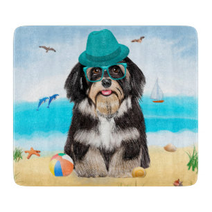 Havanese Hund on Beach