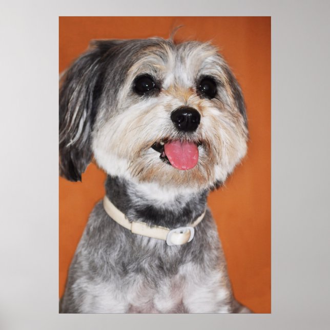 Havanese Hund Porträtt Poster (Framsidan)