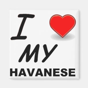 havanese kärlek magnet
