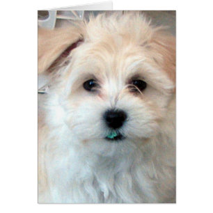 Havanese kramkort hälsningskort