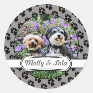 Havanese - Lola & Yorkie - Molly Runt Klistermärke