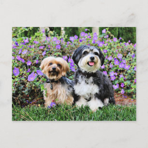 Havanese - Lola & Yorkie - Molly Vykort