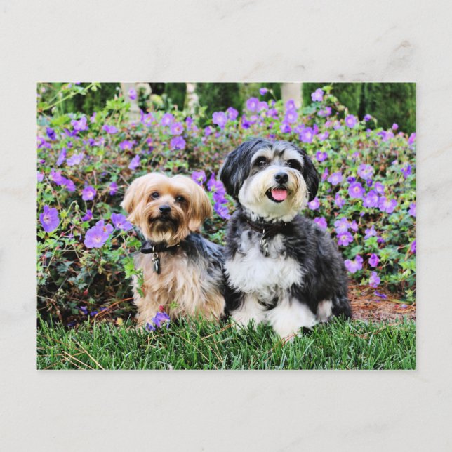 Havanese - Lola & Yorkie - Molly Vykort (Framsida)