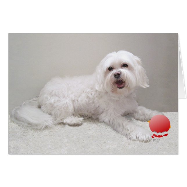 Havanese med ornament hälsningskort (Framsidan Horizontal)