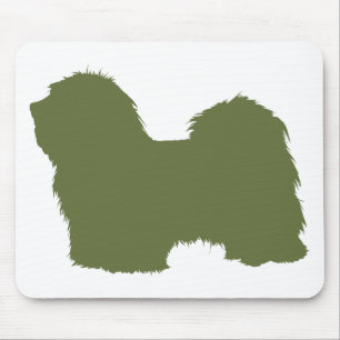 Havanese Musmatta