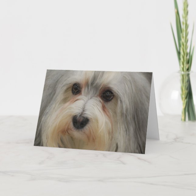 Havanese noterar kortet kort (Framsida)