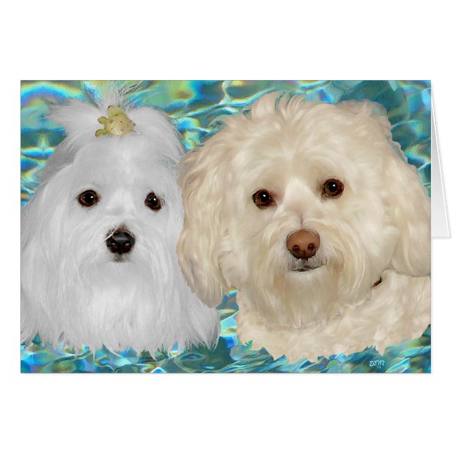 Havanese och Malteser på turkos vatten Hälsningskort (Framsidan Horizontal)