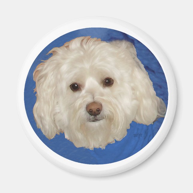 Havanese on Blue Magnet (Framsidan)