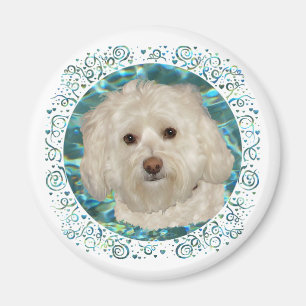 Havanese på turkos vatten magnet
