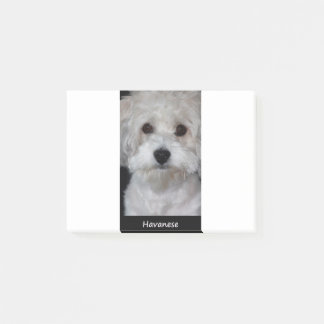 Havanese Post-it Block
