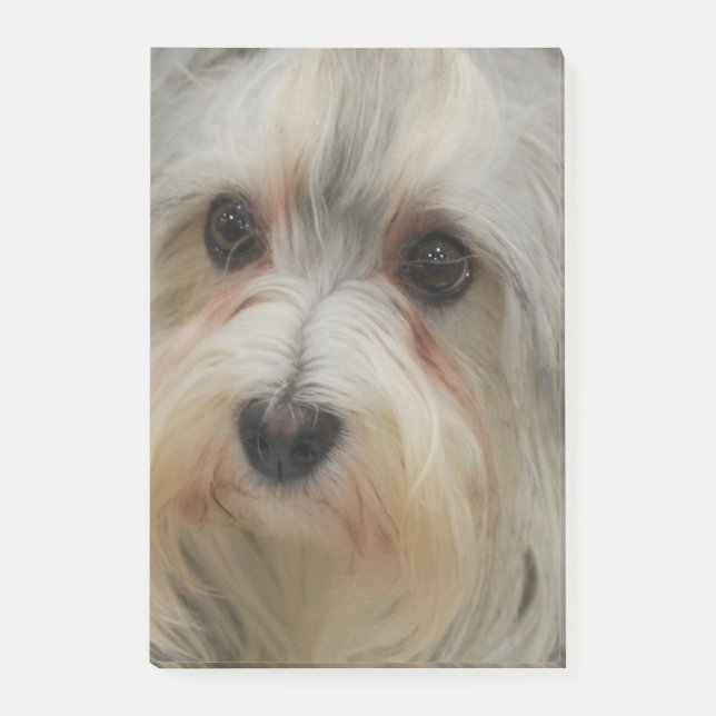 Havanese Post-it Block (Framsida)