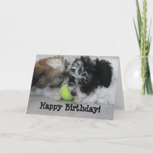Havanese Puppies Grattis på födelsedagen Kort