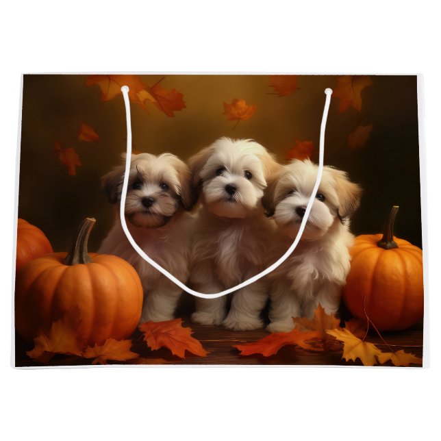 Havanese Puppy Autumn Delight Pumpkin (Framsidan)