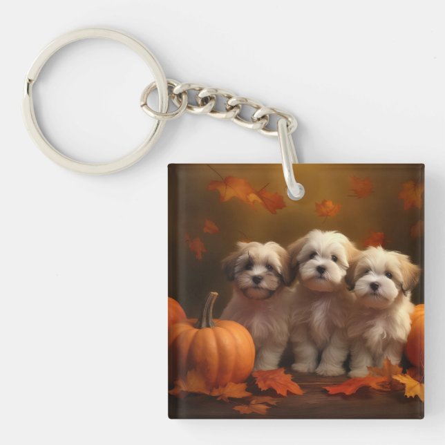 Havanese Puppy Autumn Delight Pumpkin (Framsidan)