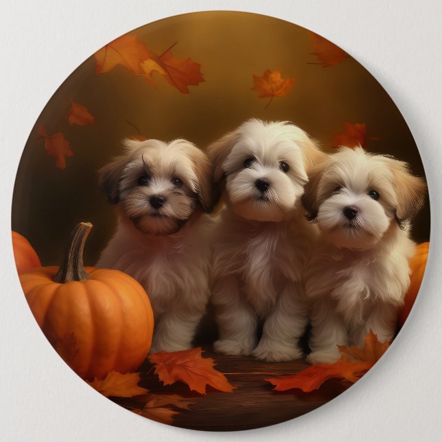 Havanese Puppy Autumn Delight Pumpkin Knapp (Framsida)