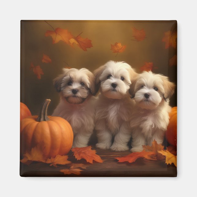 Havanese Puppy Autumn Delight Pumpkin Magnet (Framsidan)