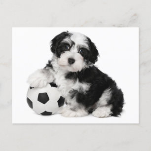 Havanese Puppy Hund Postcard Vykort
