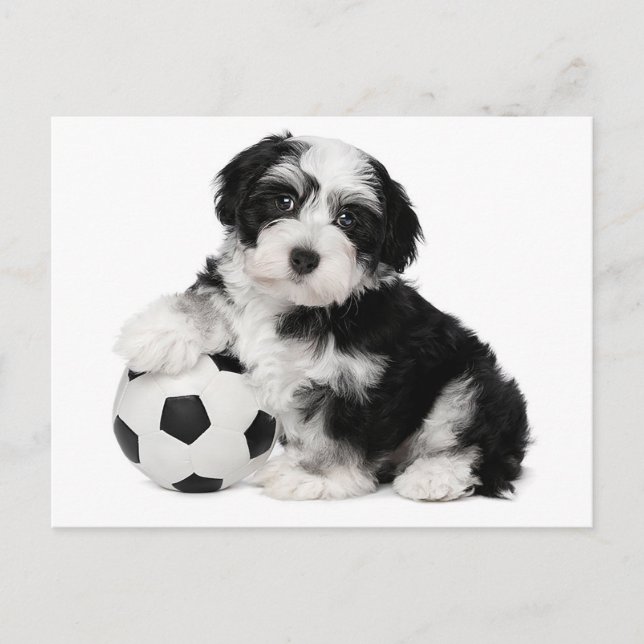 Havanese Puppy Hund Postcard Vykort (Framsida)