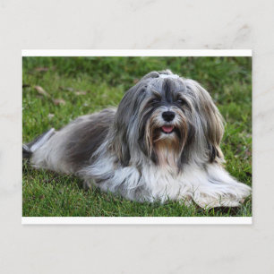 Havanese Puppy Hund Postcard Vykort