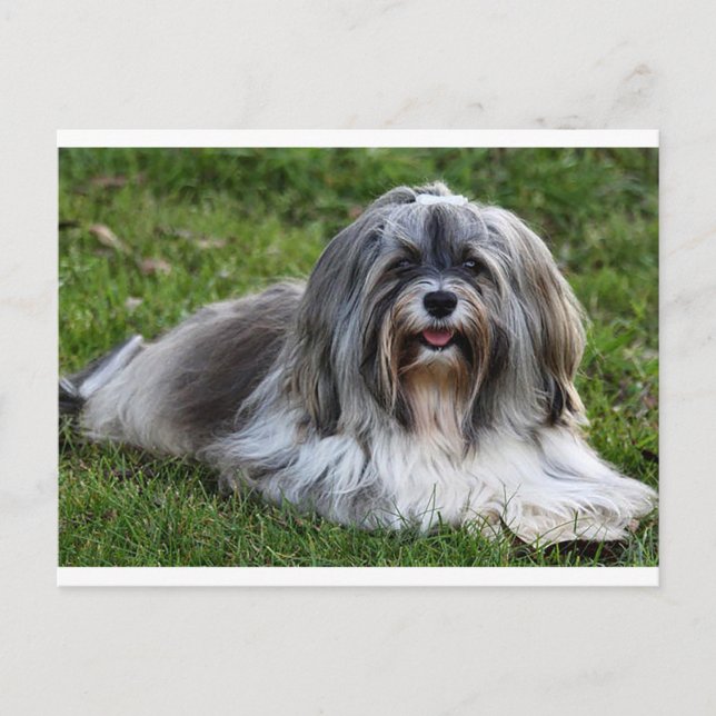 Havanese Puppy Hund Postcard Vykort (Framsida)