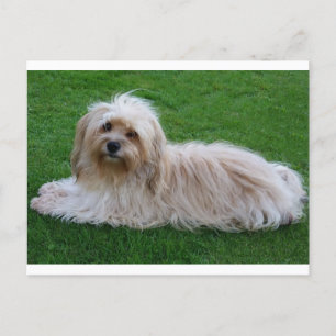 Havanese Puppy Hund Postcard Vykort