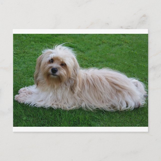 Havanese Puppy Hund Postcard Vykort (Framsida)