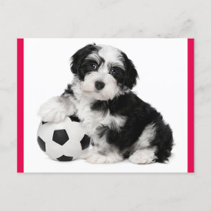 Havanese Puppy Hund Postcard Vykort