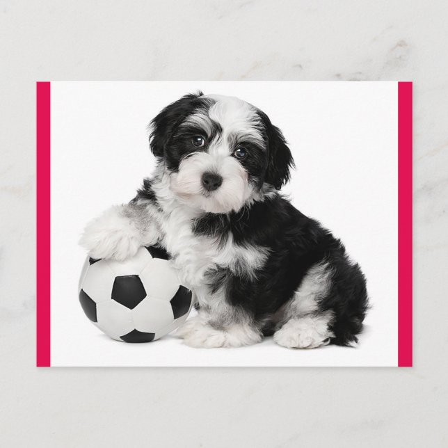 Havanese Puppy Hund Postcard Vykort (Framsida)