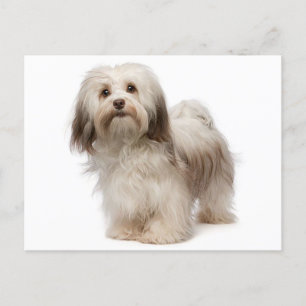 Havanese Puppy Hund Postcard Vykort
