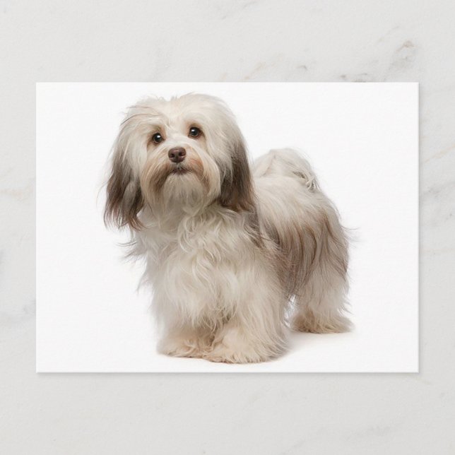 Havanese Puppy Hund Postcard Vykort (Framsida)