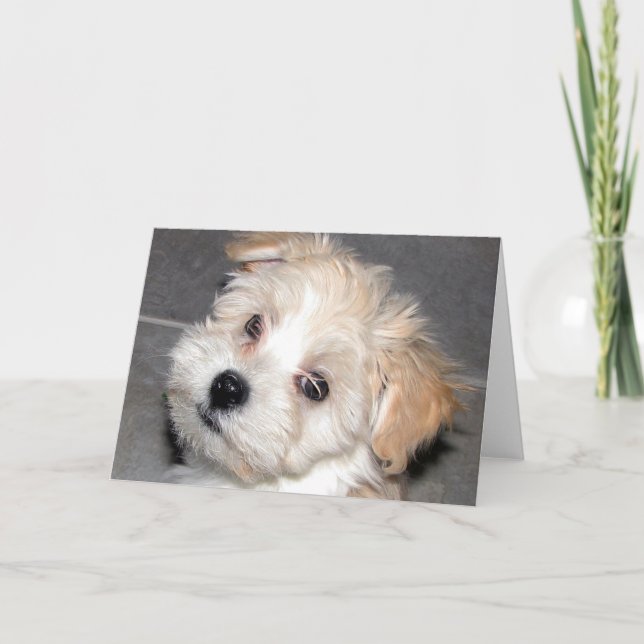 Havanese Puppy Kort (Framsida)