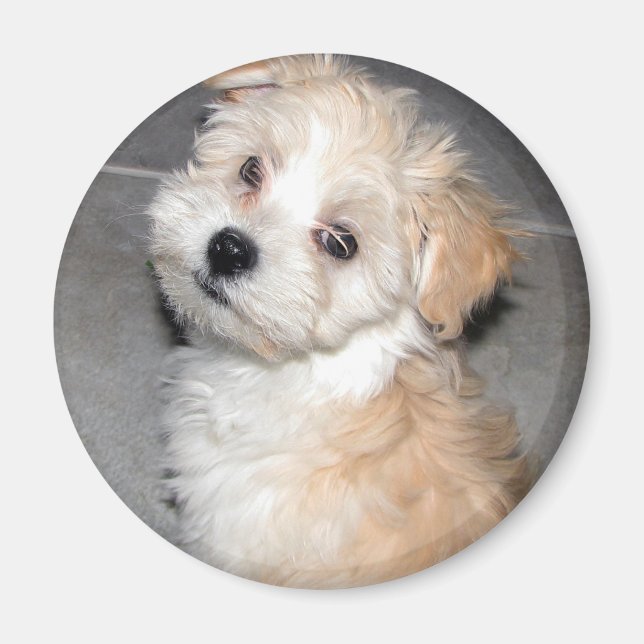 Havanese Puppy Magnet (Framsidan)
