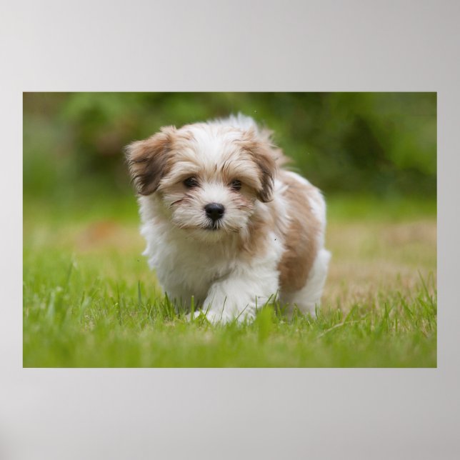 Havanese Puppy Poster (Framsidan)