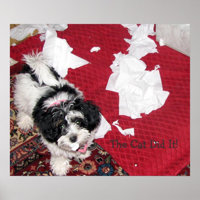 Havanese Puppy Poster (Framsidan)