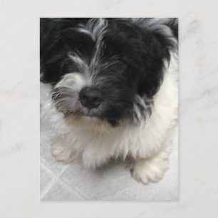 Havanese räddad valp svart och vit vykort