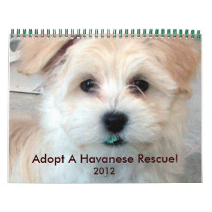 Havanese Rädding Puppies Calendar 2012 Kalender