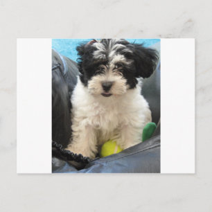 Havanese Rädding Puppy Black White Vykort
