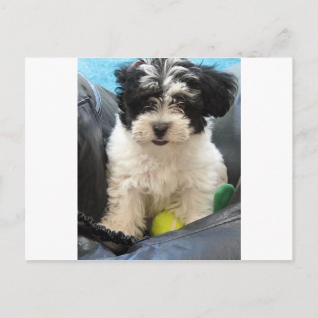 Havanese Rädding Puppy Black White Vykort (Framsida)