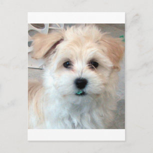 Havanese Rädding Puppy Tan lustig grönt 'tand' Vykort