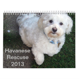 Havanese räddingkalender kalender