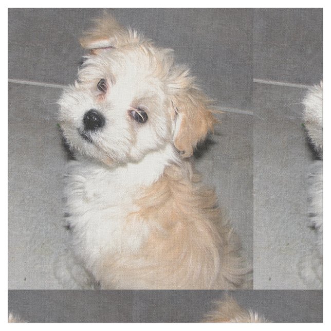 Havanese räddingvalp tyg (Närbild)