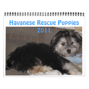 Havanese Rescu valpar 2011 Kalender