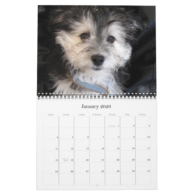 Havanese Rescu valpar 2011 Kalender (Jan 2026)