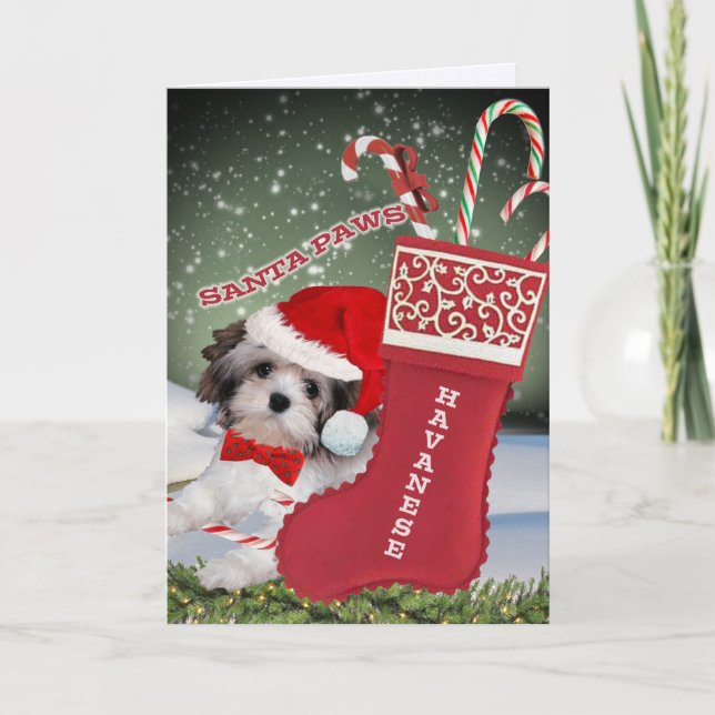 Havanese Santa Tassar jul Helgkort (Framsida)