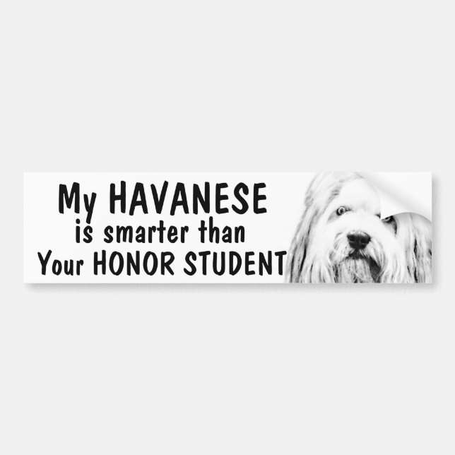 Havanese - som är mer smart än hederstudent - som bildekal (Framsidan)