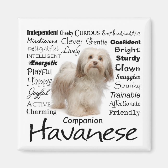 Havanese Traits Magnet (Framsidan)