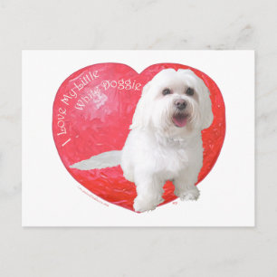 Havanese valentin dag helg vykort
